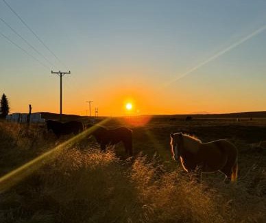 Selfoss Cabin | Ásahraun Guesthouse