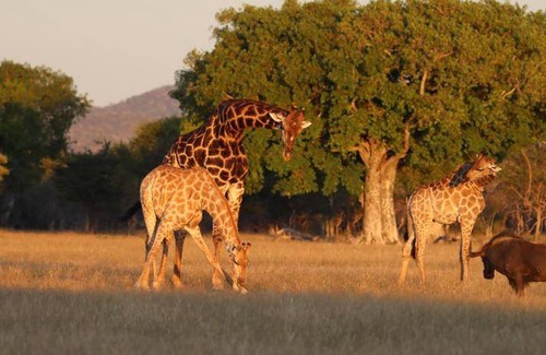 Etosha Cabin | 193 m² Lodge ∙ 2 bedrooms ∙ 4 guests