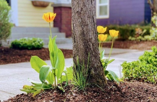 Sellwood-Moreland House | 20% OFF! Charming, historic Sellwood Yellow Bungalow, 90+ walk/bike scores!