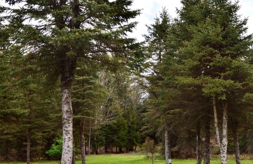 Luther RV Rental | 4 Private RV Campsites surrounded by "Knotty Pines", Minutes from ORV Trails.