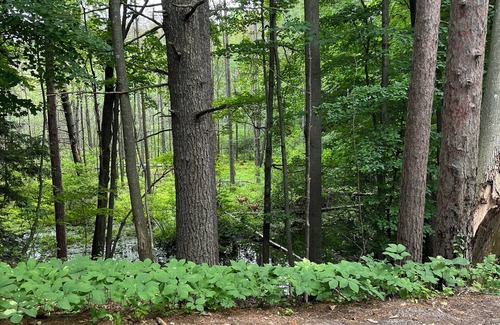 Suring Cabin | 45 minutes from Green Bay - sleeps 10. Kelly Lake