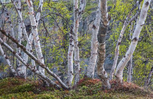 Abisko House | Abisko Guesthouse & Activities