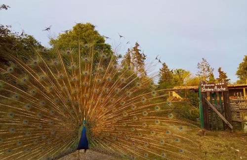 Santa Fiora House | Agriturismo Podere Asche