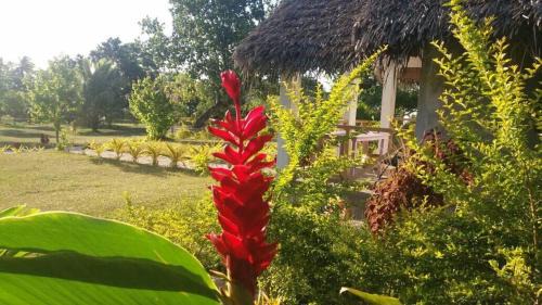Isangel Cabin | Alofa Beach Bungalows