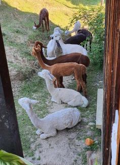 Saint-Antoine-l'Abbaye Bed & Breakfast | ALPAGAS DU DOMAINE MAEL