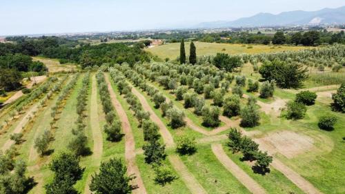 Fauglia House | Antica Fattoria Borghesi