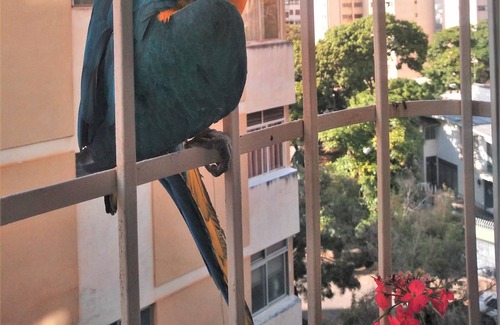 Santa Teresa Apartment | Apartamento en Santa Mónica, Caracas