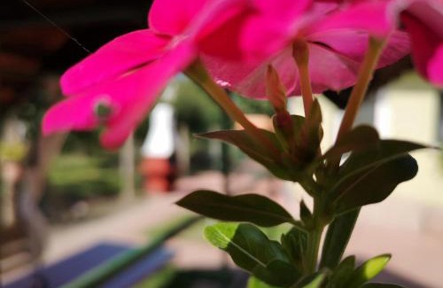 Mosonmagyarovar Apartment | Apartman Kaszás Garden
