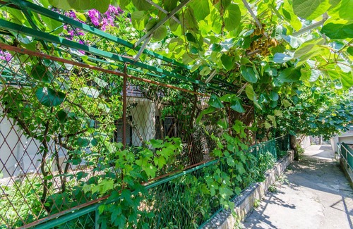 Bili brig Apartment | Apartment and Rooms Ivan (45191-A8) - Makarska