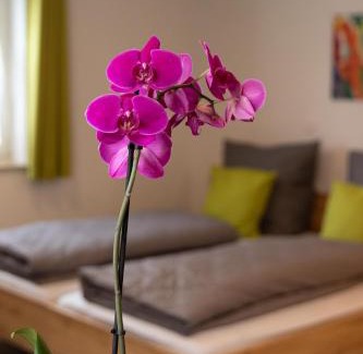 Gebsattel Apartment | Apartment Alte Raiffeisenkasse Rothenburg ob der Tauber