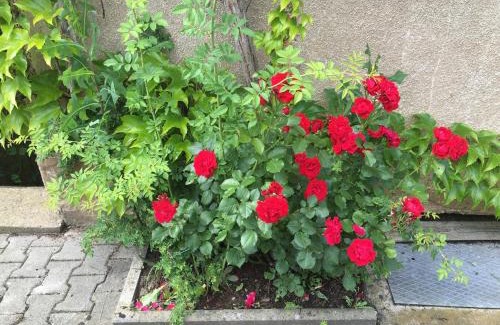 Pinzberg Apartment | Apartment Gosberg - 90qm