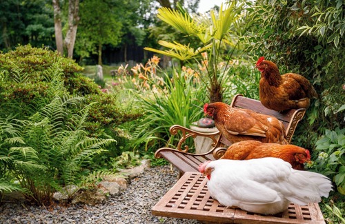 Brazzacott Cottage | ASH COTTAGE, family friendly, character holiday cottage in Warbstow,