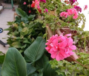 Bayt Sahur Bed & Breakfast | B&B at Palestinian home/Beit Sahour
