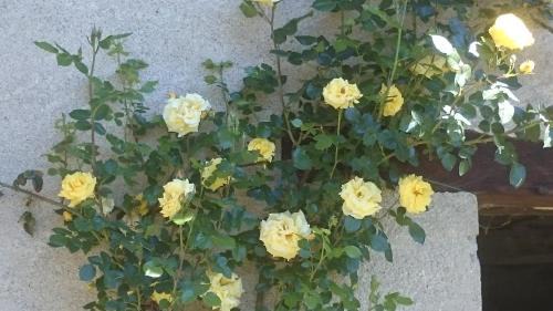 Levice Bed & Breakfast | B&B Barbaia