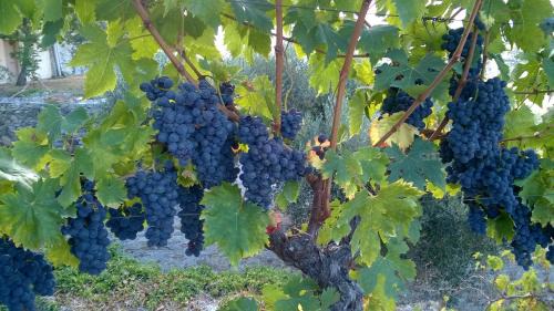 Diano Castello House | B&B Ca' de Pippu