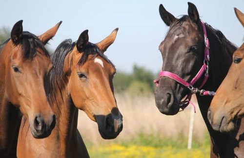 Snaaskerke Bed & Breakfast | B&B De Waeterhoeve