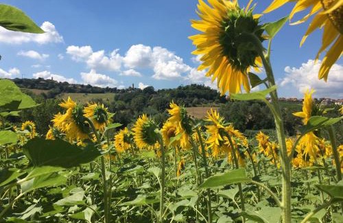 Tavullia Bed & Breakfast | B&B Il Giardino