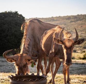 Hessequa Apartment | Baardbos Private Game Reserve