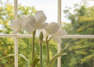 Livingston Hotel | Bankton Rooms & Lodges