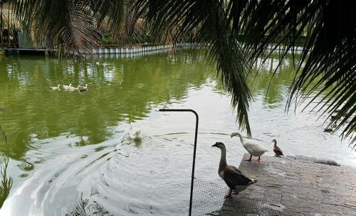 Cu Chi House | Bao Ong Thien Retreat - Khu Nghỉ Dưỡng Bào Ông Thiền