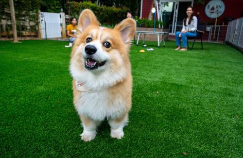 Pong Ta Long House | Barn House Pet Friendly