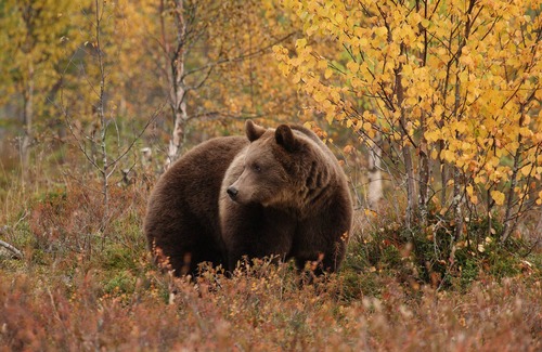 Kehys-Kainuu Apartment | Bear Centre