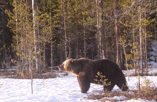 Kehys-Kainuu Apartment | Bear Centre