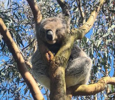 Tarwin Lower Apartment | Bear Gully Coastal Cottages