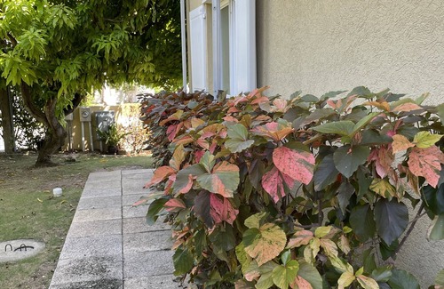 George Town Apartment | Beautiful Tree Frog Apartment! - South Sound - 5 min walk to Smith Cove