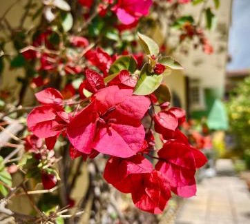 Forte dei Marmi Hotel | Bed&Breakfast Villa Lorena