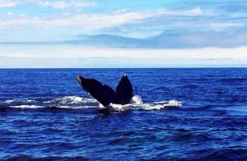 Bonavista Bed & Breakfast | By The Sea Tourist Home