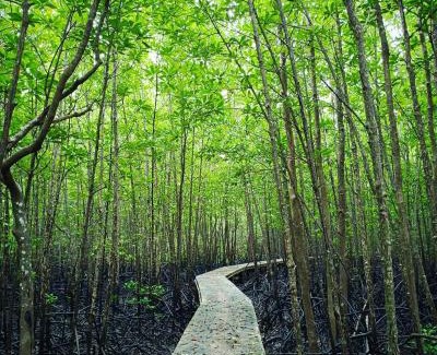 Phangnga Resort | Calm at Bangphat