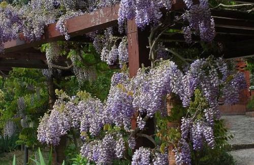 Panzano in Chianti Apartment | Casa ai Pini