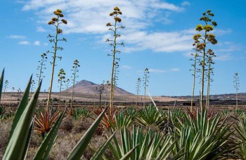 Villaverde House | Casa Cactus