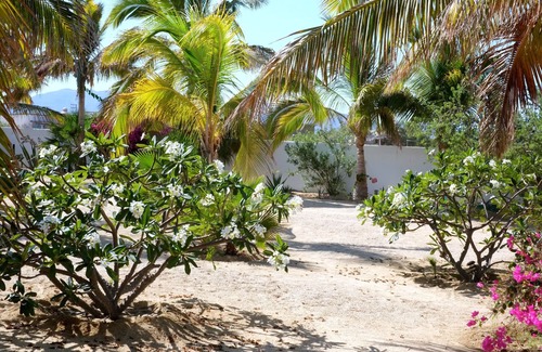 El Sargento Villa | Casa Carolina's A Beautiful Beach House Surrounded By Palm Trees & Flowers.