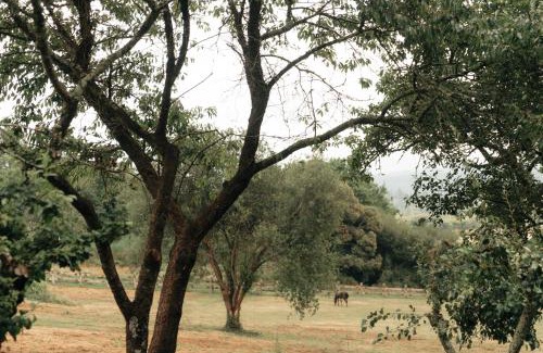 Maceira House | Casa de la Pradera
