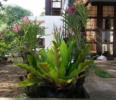Tigaon House | Casa Erlinda, modern newly built house 3BR for 8!