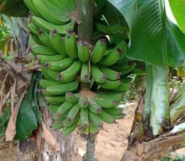 Juayua House | CASA JARDIN