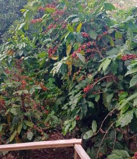 Juayua House | CASA JARDIN
