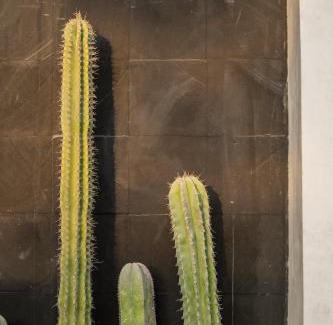 Los Tamarindos Hotel | Casa Mava