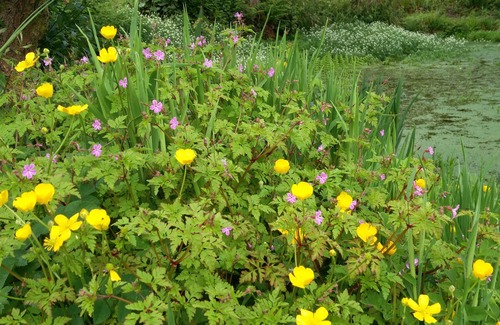 Newchapel Cottage | Characterful cottage in beautiful, quiet, rural location close to the coast.