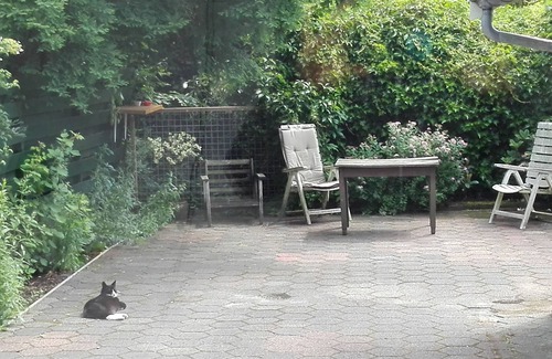 Boskoop House | Charming pictoresque house with garden in quiet area, including cat care.