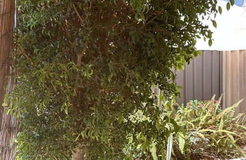 South Bunbury House | Chay’s Place Family, Business and Pet friendly