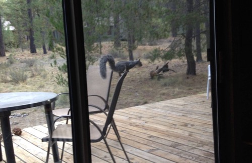 Overlook Park Cabin | CHRISTMAS JUST OPENED UP! BOOK NOW!nNOT FANCY! GREAT CABIN/RATE, BEST LOCATION!