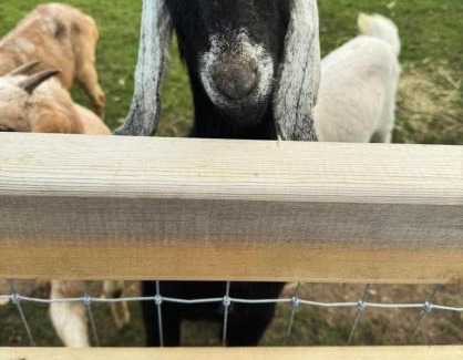 Whissonsett House | Church Farm Dairy