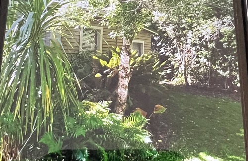 Peel Forest Cottage | Classic Charming Cottage in Peel Forrest! Family & Pet friendly.