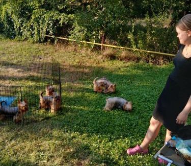 Prahova County Other | colina farm camping