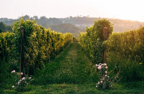 Puegnago del Garda Resort | Conti Thun Wine Resort