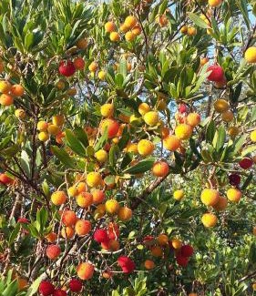 Petreto-Bicchisano Bed & Breakfast | Corsica Monti Gite Appart