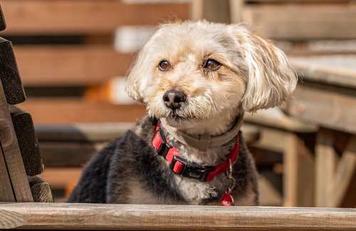 Portland House | Cosy Portland Cottage | Sea Views, Walk to Beach & Coastal Path, Dog Friendly